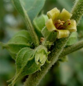  Inflorescence